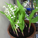 Set of 6 Lily of the Valley Plants Live, 4-7" Tall, Bareroot, Lily of the Valley Plant, Fragrant Flowering Perennials for Garden