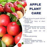 Honey Crisp Apple Tree Live Plant Bareroot 2-3 Feet Tall, Red Apple Plant Live for Planting, Live Apple Tree Plant, Apple Fruit Tree