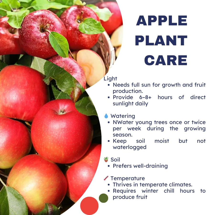 Honey Crisp Apple Tree Live Plant for Planting, 2-3 Feet Height, Apple Plant Live for Planting Outdoor, Apple Fruit Tree Bareroot