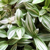 4 Wandering Jew Plants, Live Indoor Plant 3-5 Inches, Colorful Trailing Tradescantia for Home, Office and Hanging Baskets