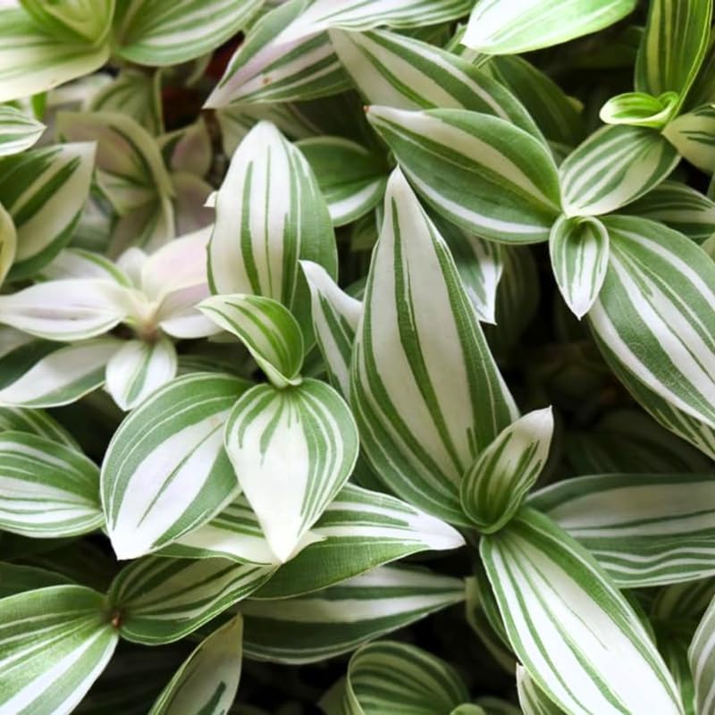 4 Wandering Jew Plants, Live Indoor Plant 3-5 Inches, Colorful Trailing Tradescantia for Home, Office and Hanging Baskets