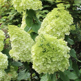 Lime Hydrangea Plant Live, Hydrangea Tree Live Plant Outdoors, 5 to 7 Inches Tall, Shrub Bush Plant