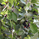 Black Java Plum Fruit Tree Plant, 4 to 6 Inches Tall in 4 Inch Pot, Well-Rooted Tropical Fruit Tree for Outdoor Planting