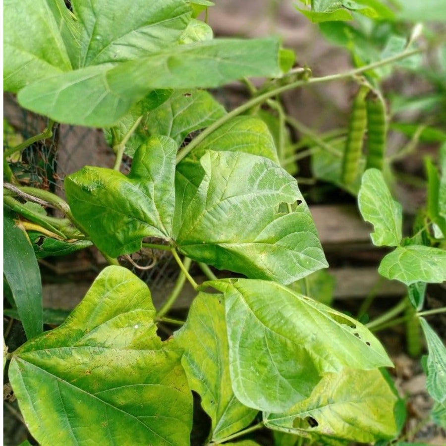 24 Jicama Seeds for Planting, Garden Vegetable Seeds for Home Growing