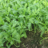 4000 Tan O Chrysanthemum Seeds,Edible Chrysanthemum Greens Seeds, Fast Growing Vegetable for Garden, Containers, and Home Growing