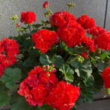 4 Red Geranium Plants Live, 4 to 6 Inches Tall, Geranium Live Plants for Garden