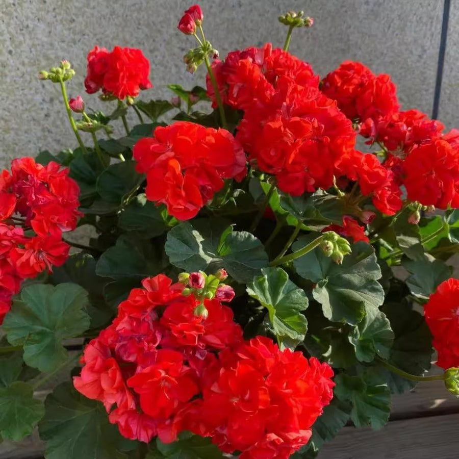 4 Red Geranium Plants Live, 4 to 6 Inches Tall, Geranium Live Plants for Garden