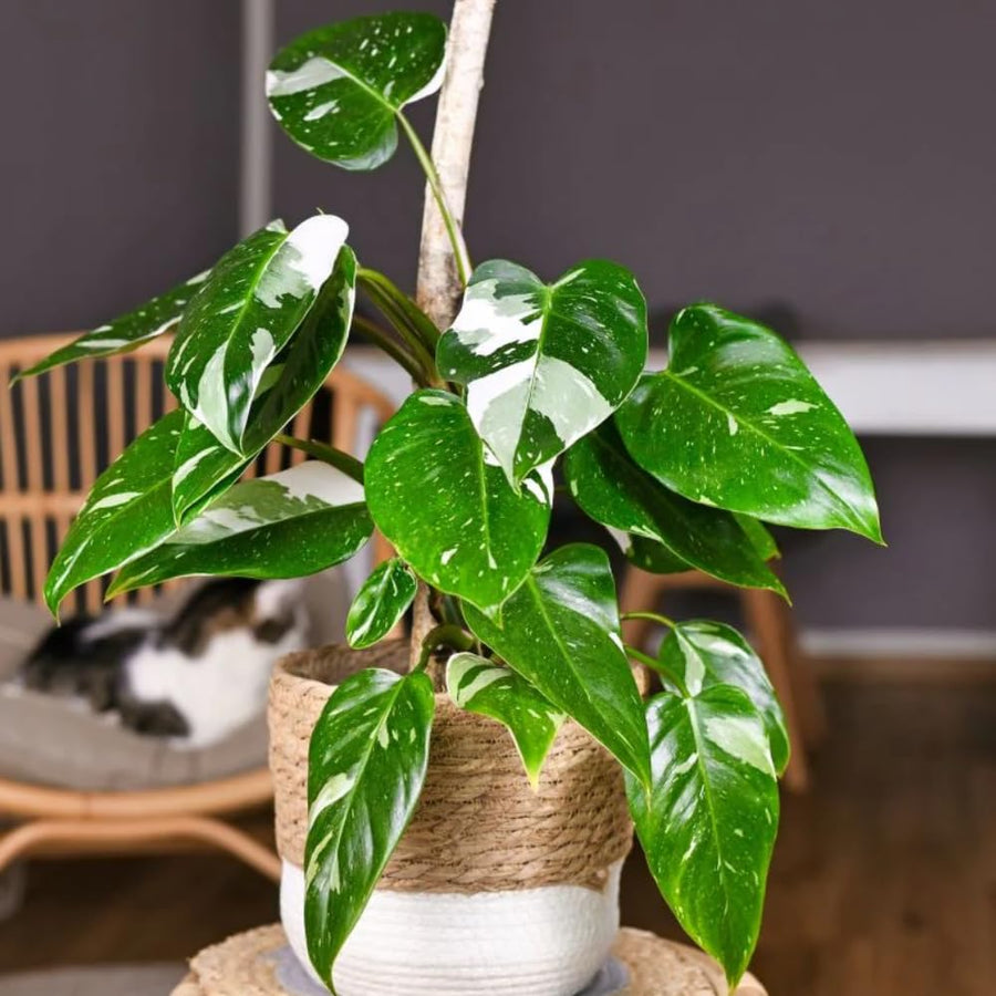 Princess Philodendron Live Plant, Rare Variegated Houseplant, 5-8" Tall Tropical Indoor Plant (White Princess Philodendron Plant)