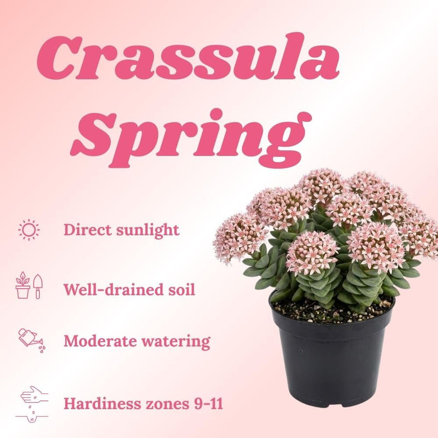 Spring Crassula Live Succulent Plant 2 Inch Pot, Spring Crassula Plant, Live Succulent Cactus Plants