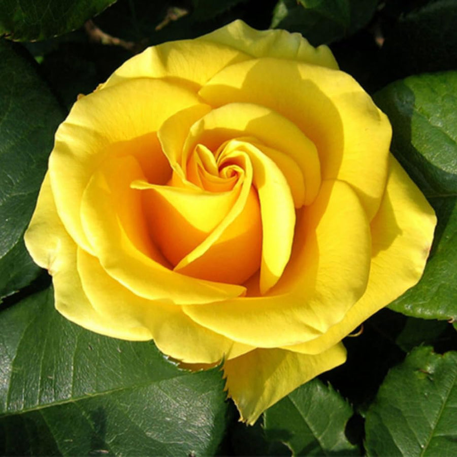 Miniature Rose Plant, Live 3.5” Potted Rose, Compact, Colorful Flowering Rose Bush for Indoor Outdoor Gardens (Yellow)