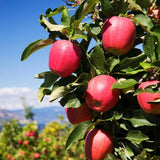 2-3 Ft Apple Tree Live Plant Bare Root, Live Apple Plant, Cold Hardy Fruit Plants for Home Garden Planting Spring (Pink)