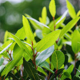 Sweet Bay Leaf Plant, Bay Laurel Tree Live Plant, Laurus Nobilis, Container Garden Herb Plant, 8 to 10 Inc