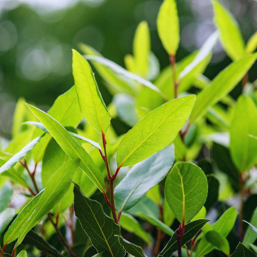 Sweet Bay Leaf Plant, Bay Laurel Tree Live Plant, Laurus Nobilis, Container Garden Herb Plant, 8 to 10 Inc