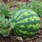 2 Watermelon Plants Live, 4 to 6 Inches Tall, Sweet Fruit Plants, Sweet Melon Starter Plants for Outdoor Gardens