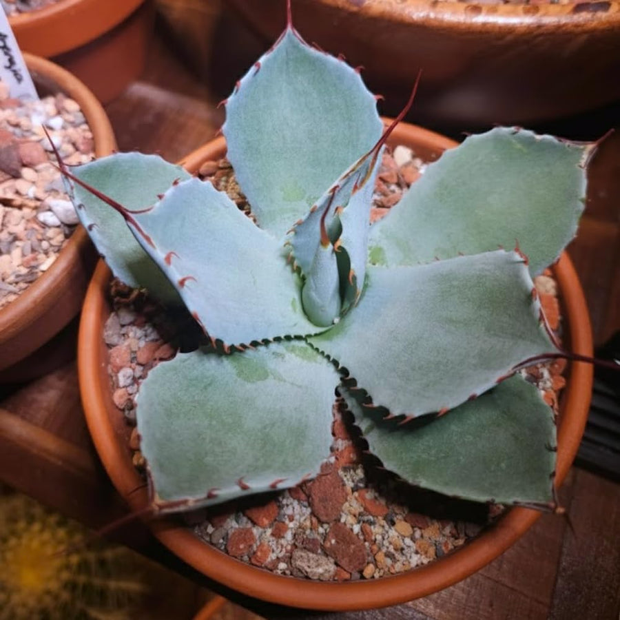 Set 4 Blue Agave Plants Live, Agave Live Plant, Easy Care Succulent Plant, 3 to 5 Inches Tall, Indoor Outdoor Growing
