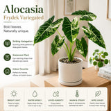 Alocasia Live Plant, Variegated Alocasia Plant, 5 to 7 Inches Tall, Rare and Hardy Houseplant for Home and Office Decoration