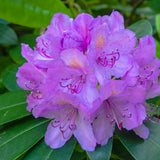 Live Azalea Plant, Rhododendron Flowering Shrub, Hardy Ornamental Plant, 10 Inches Tall, for Indoor or Outdoor Planting (Purple Azalea)