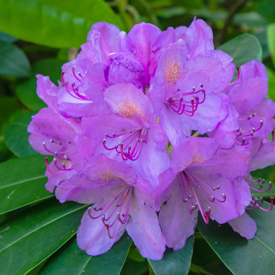 Live Azalea Plant, Rhododendron Flowering Shrub, Hardy Ornamental Plant, 10 Inches Tall, for Indoor or Outdoor Planting (Purple Azalea)