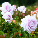 Light Purple Rose Bush Live Plant, Climbing Rose Plant Live Shrub - Bareroot with Soil 7-10 Inch Tall - Fragrant Rose Flowers Heirloom Rose Shrub