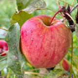 Large Fruit Apple Tree 2–3 Ft Tall, Fruit Apple Tree Plant for Outdoor Garden, Sweet Crisp Apples for Backyard Orchard or Home Garden Growing