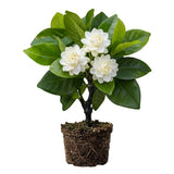 Frostproof Cape Jasmine Plant, Fragrant Jasmine Flower Vine 4-8 Inches Well Rooted for Container, Hanging Basket Growing