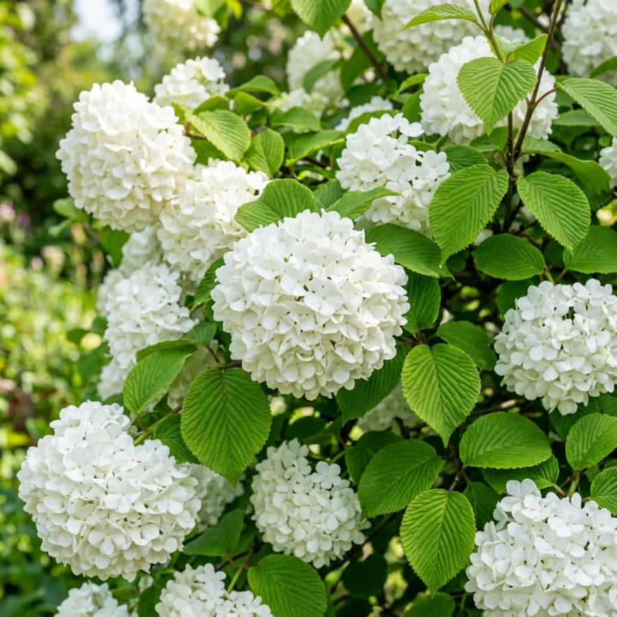 Pack of 2 Snowball Bush Live Plants, Snowball Viburnum Bush, 2.5 Inc Pot, 8-10 Inc Tall, Viburnum Live Plant for Outdoor Garden and Landscape