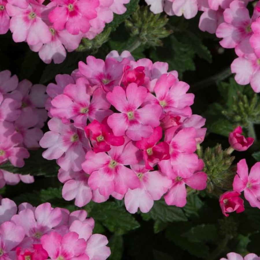 Perennial Pink Verbena Plants Live, Sets 6 Plants Verbena for Planting, No Pot, Size 5-9 Inc Tall, Spring Plants Verbena for Trailing Basket, No Pot