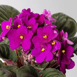 Purple African Violets Live Plants House Plants in 4" Pot, Vibrant Blooms for Indoor Décor, Home or Office, Easy to Grow