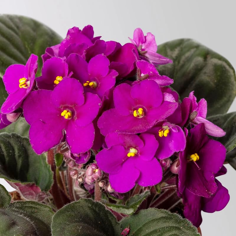 Purple African Violets Live Plants House Plants in 4" Pot, Vibrant Blooms for Indoor Décor, Home or Office, Easy to Grow