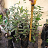 Live Bay Leaf Tree, Laurus Nobilis Plant, 5-9" Sweet Bay Live Plant No Pot, Well-Rooted