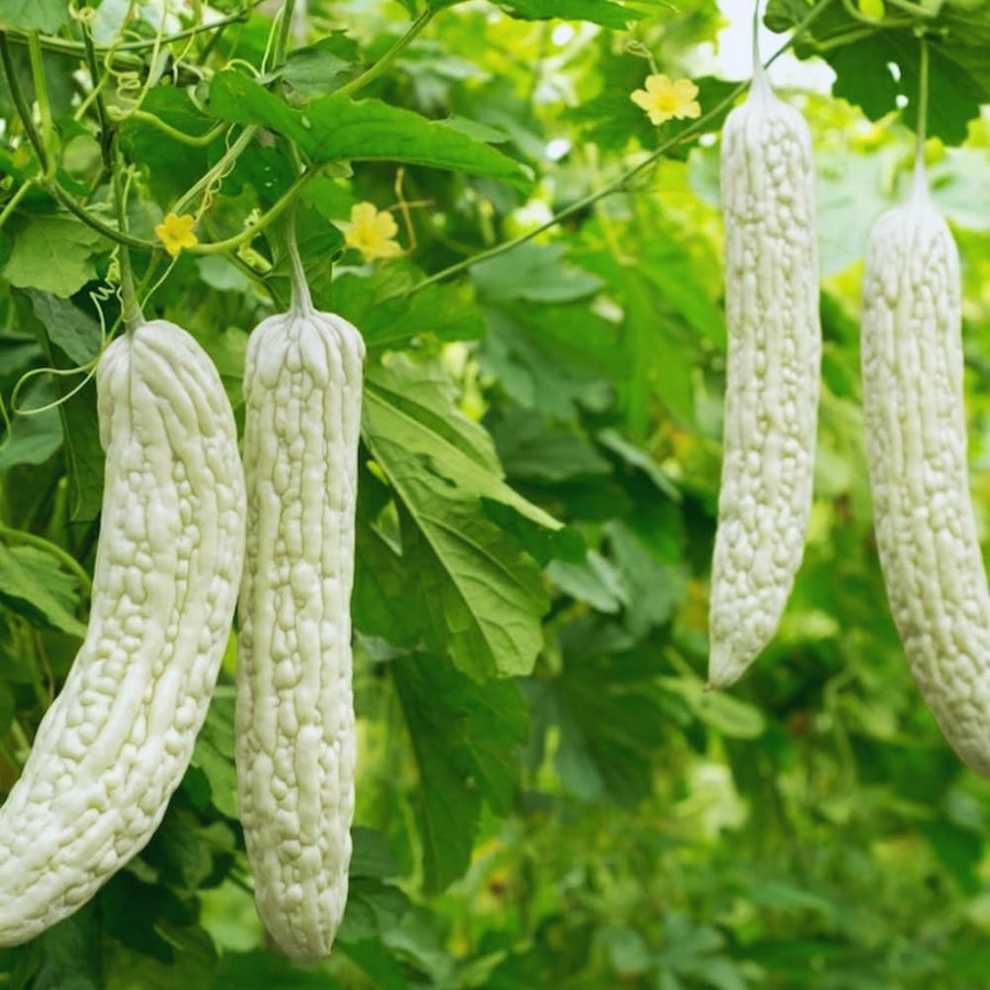 2 White Bittermelon Plants Live, Bitter Melon Live Plant Pot, Bitter Gourd Plant 6-8 Inc Tall, Vegetable Plant Garden