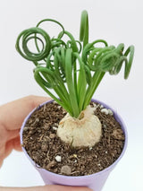 Albuca Spiralis Plant Live, Frizzle Sizzle Succulent Plants, Corkscrew Foliage Succulent in 3'' Pot, Easy-Care Indoor Outdoor Plant