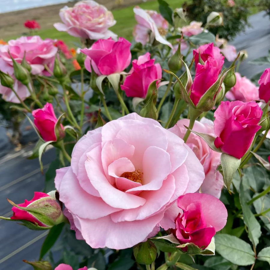 Rose Bush Live Plant - Climbing Rose Plant Live - Bareroot with Soil 7-10 Inch Tall - Fragrant Rose Flowers Heirloom Rose Shrub (Pink Rose)