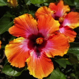 Hibiscus Flower Plant, Hibiscus Plants Live, Tropical Hibiscus Plant, Orange Sunset, Zone 10 to 12, Size 5 to 7 Inch Tall