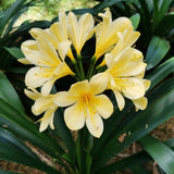 Yellow Clivia Live Plant in 6 Inch Pot - 6-8" Tropical Flowering Houseplant, Perennial Clivia Flower Plant for Indoor Outdoor Planting