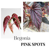 Set 3 Begonias Live Plants, Pink Angel Wing Begonia Maculata White Polka Dot, No Pot, Starter 4 to 8 Inc Tall, Indoor Outdoor Houseplant
