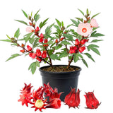 2 Roselle Hibiscus Plants Live, Sabdariffa Roselle Hibiscus Plants for Outdoor Planting in 4 Inc Pot, 2PPP, High Yielding, 3-6 Inches Tall
