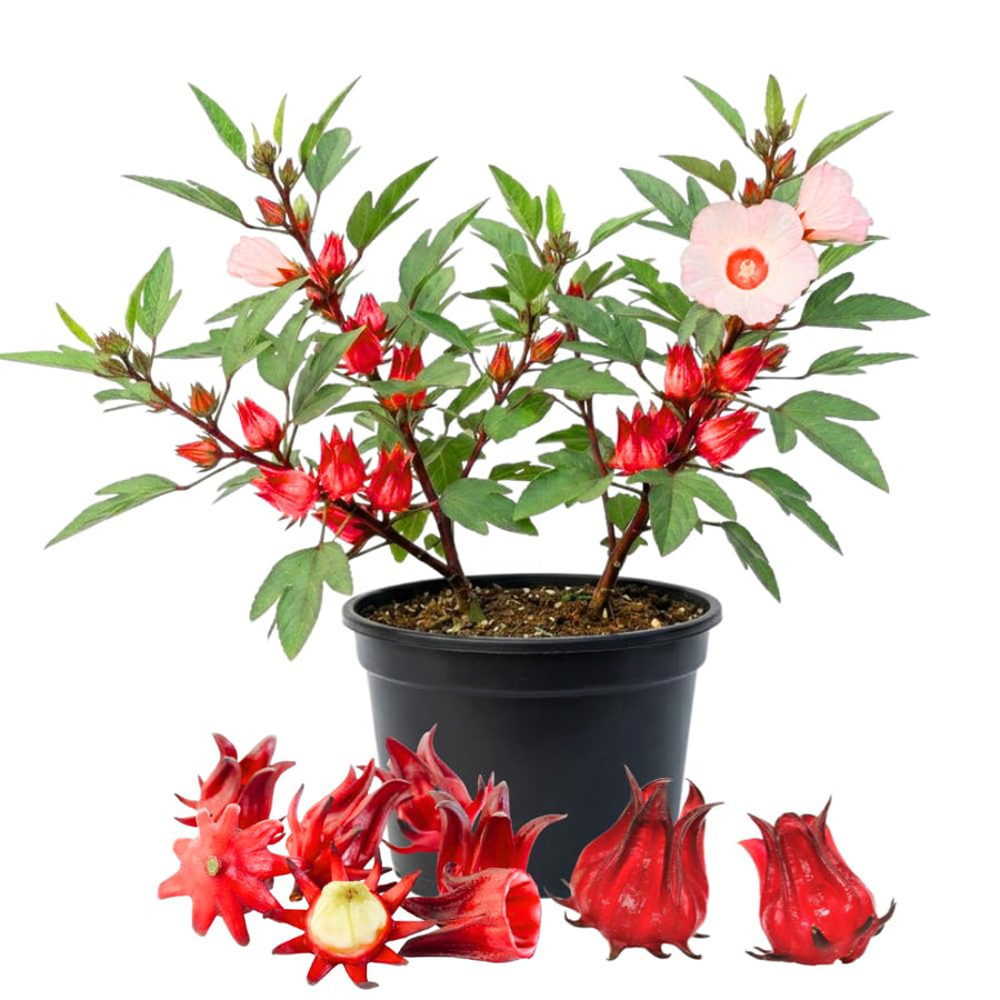 2 Roselle Hibiscus Plants Live, Sabdariffa Roselle Hibiscus Plants for Outdoor Planting in 4 Inc Pot, 2PPP, High Yielding, 3-6 Inches Tall
