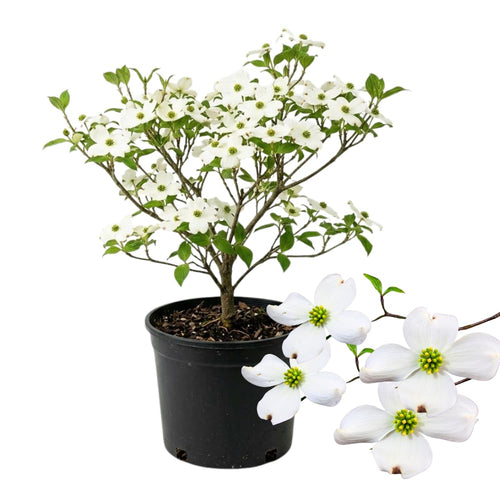 White Dogwood Tree Live Plant in Quart Pot, 8-10 Inches Tall, Dogwood Trees, White Flower for Spring Blooms