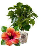 Hibiscus Flower Plant, Hibiscus Plants Live, Tropical Hibiscus Plant, Orange Sunset, Zone 10 to 12, Size 5 to 7 Inch Tall