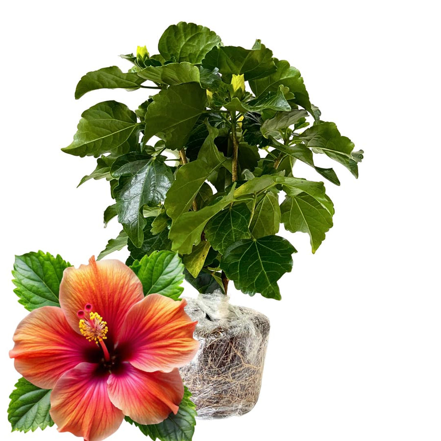 Hibiscus Flower Plant, Hibiscus Plants Live, Tropical Hibiscus Plant, Orange Sunset, Zone 10 to 12, Size 5 to 7 Inch Tall
