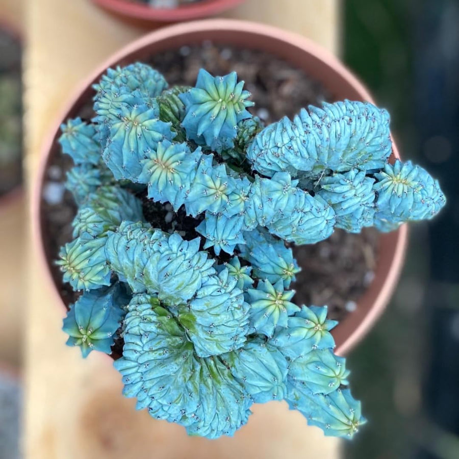 Blue Candle Curly Cactus Live Plant in 4" Pot, Rare Blue Cactus Succulent for Home Decor Outdoor Indoor Growing