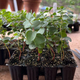 2 Baby Blue Eucalyptus Trees Live Plants - 5 to 9 Inches Tall Starter Plant, Fragrant Leaf, Hardy, Dormant in Winter