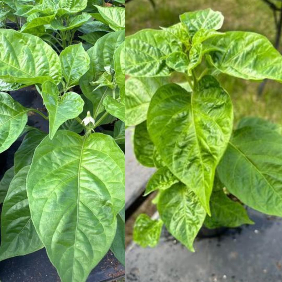 Set 2 Orange Habanero Pepper Plants Live, 90 Days Old Pepper, World Hottest Pepper Plants, No Pot