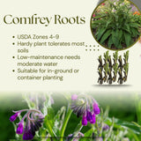 10 Live Comfrey Roots, Comfrey Rhizomes, 3-6 Inches Tall, Perennial Herb for Planting