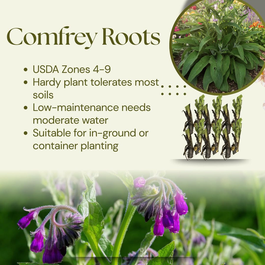 10 Live Comfrey Roots, Comfrey Rhizomes, 3-6 Inches Tall, Perennial Herb for Planting