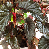 Angel Wing Begonia Live Plant, Polka Dot Begonia Maculata Plants, 4-7" Starter Indoor Outdoor Houseplant Décor, Air-Purifying and Easy Care, Soft and Beautiful