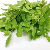 6 Holy Basil Plants Live, Tulsi Basil Perennial Herb, 3-6 Inch Tall Home Garden
