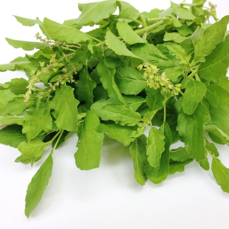 6 Holy Basil Plants Live, Tulsi Basil Perennial Herb, 3-6 Inch Tall Home Garden