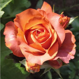 Rose Bush Live Plant - Rose Plant Live Shrub - Bareroot with Soil 5-10 Inch Tall - Fragrant Rose Flowers Heirloom Rose Shrub (Hot Rose)